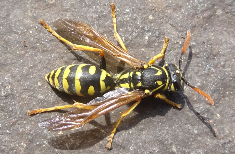 Polistes dominula - Vespidae